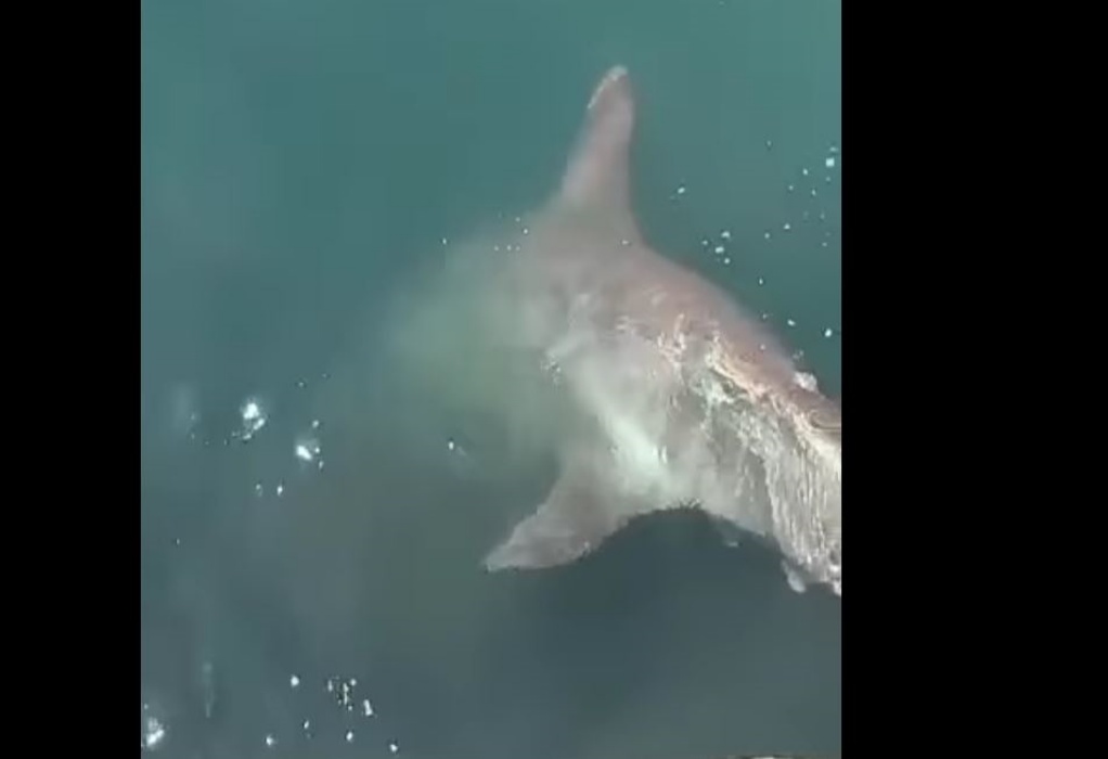 Βόλος: Eντοπίστηκε καρχαριοειδές μήκους 3,5 μέτρων (VIDEO)