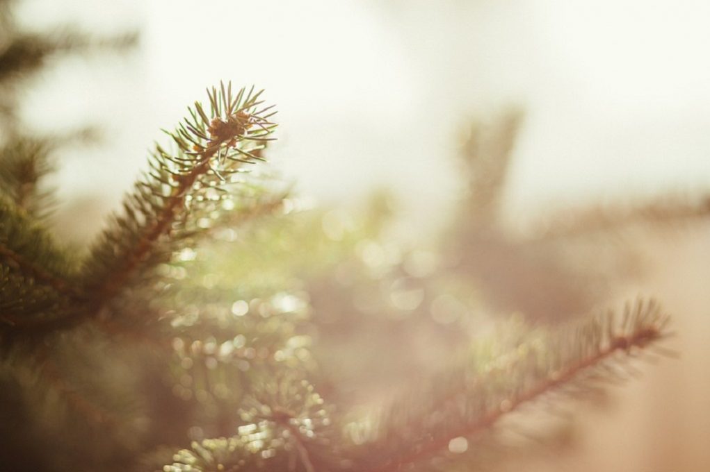 Ξεκινά σήμερα η πώληση των φυσικών Χριστουγεννιάτικων δέντρων