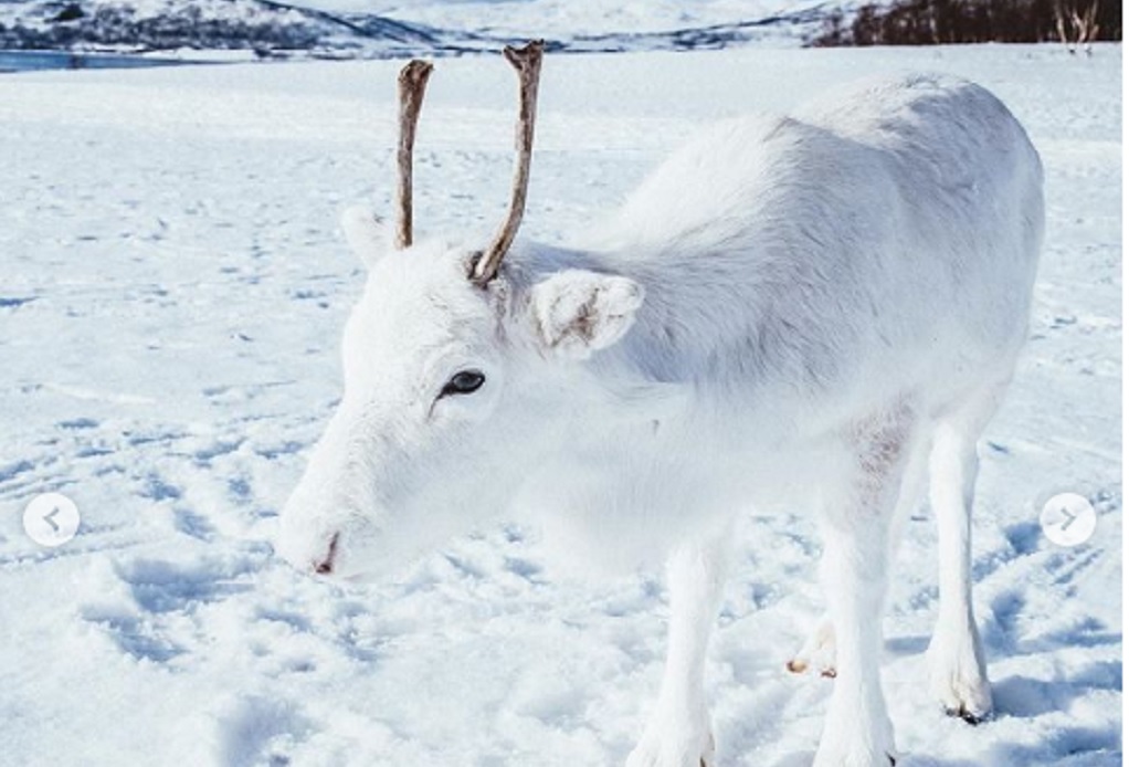 Σπάνιος λευκός τάρανδος εντοπίστηκε στην Νορβηγία(ΦΩΤΟ)