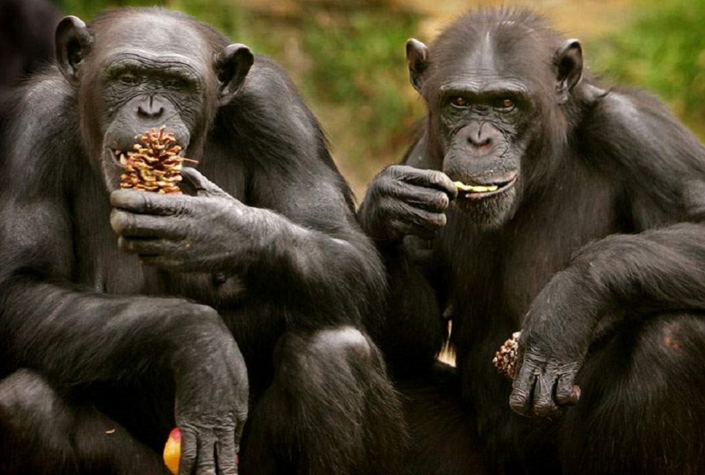 Χιμπατζήδες απέδρασαν από ζωολογικό κήπο χρησιμοποιώντας «αυτοσχέδια σκάλα» (VIDEO)