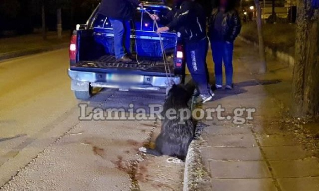 Αγριογούρουνο έκανε βόλτες στη Λαμία-Αστυνομική επιχείρηση για την απομάκρυνσή του (VIDEO-ΦΩΤΟ)