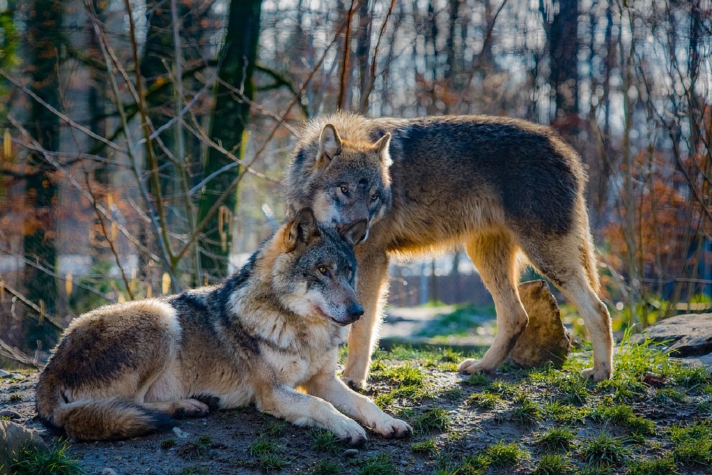 Δήμος Ωραιοκάστρου: Εμφανίστηκαν ίχνη λύκων σε στρατόπεδο