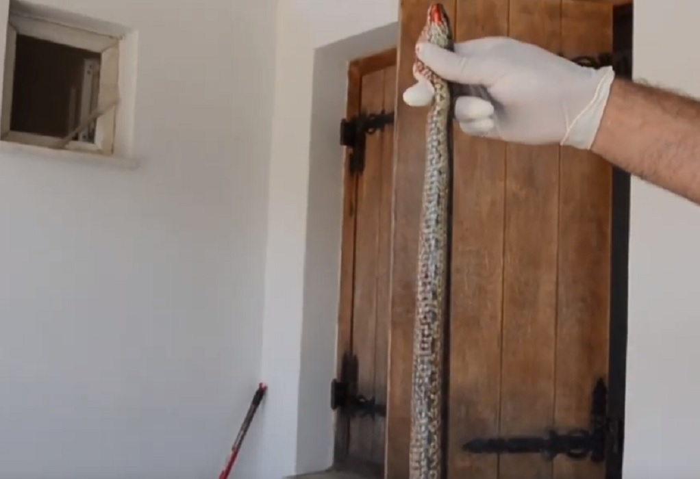 Νέα Κίο: Αναστάτωση από φίδι σε είσοδο σπιτιού (VIDEO)