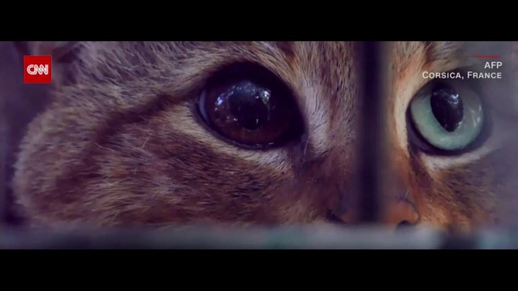 Νέο μυστηριώδες είδος γάτας-αλεπού εντοπίστηκε στην Κορσική (VIDEO)