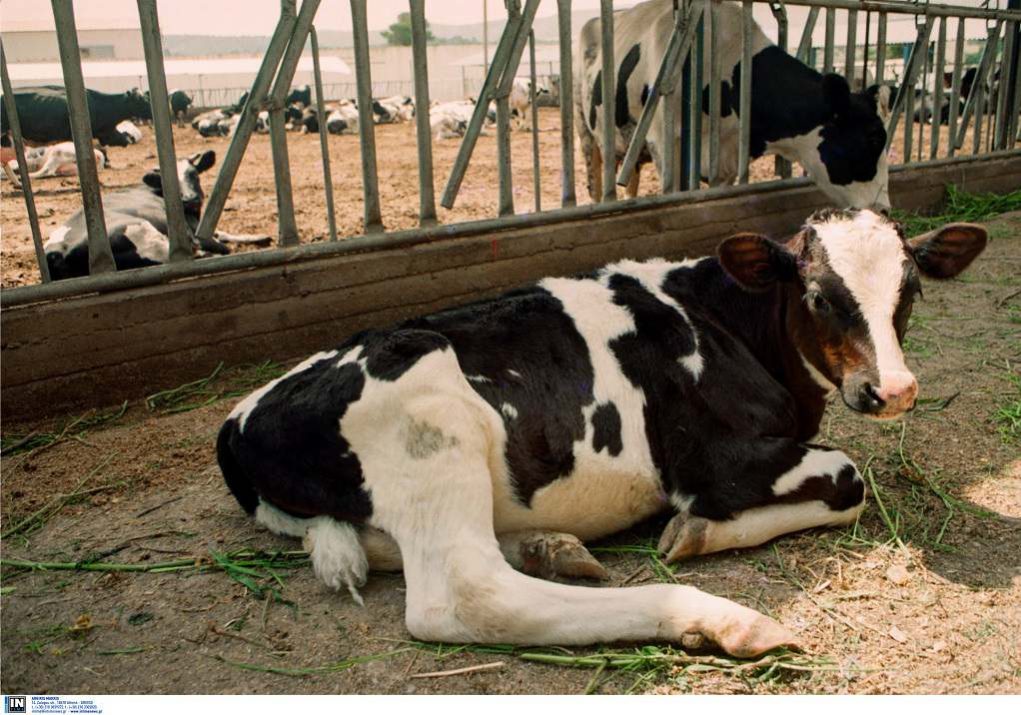 Έκλεβαν βοοειδή στην Ελλάδα και τα πουλούσαν στην Αλβανία