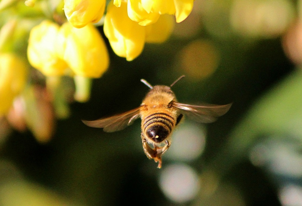 Ενισχύεται με 120 εκατ. ευρώ ο τομέας της ευρωπαϊκής μελισσοκομίας