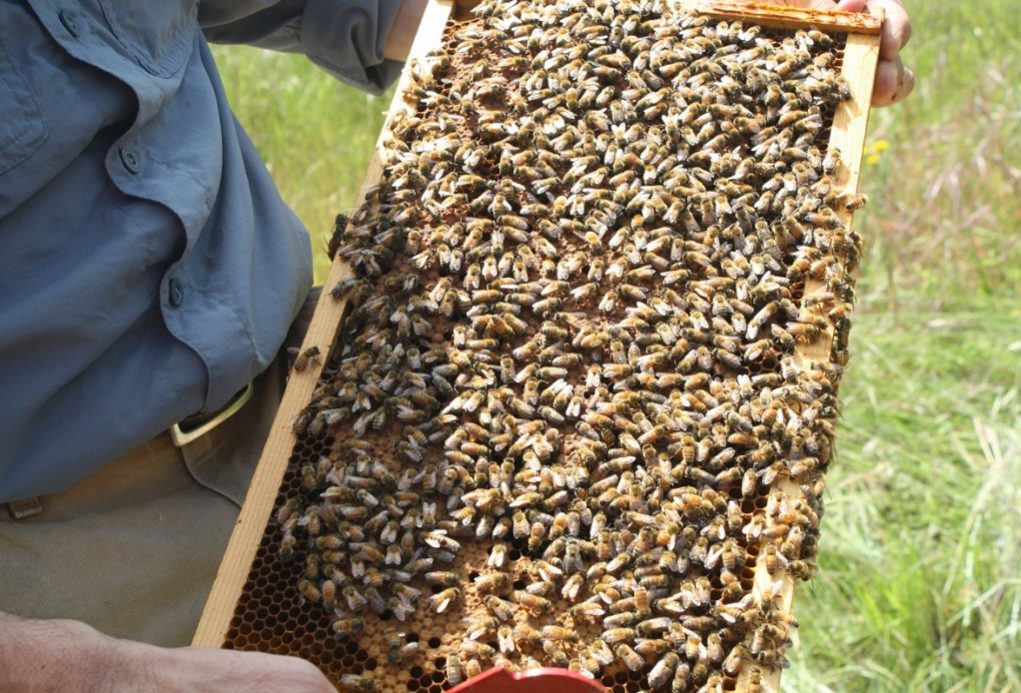 «Θύματα» της κλιματικής αλλαγής οι μέλισσες – Τι γίνεται στην Ελλάδα