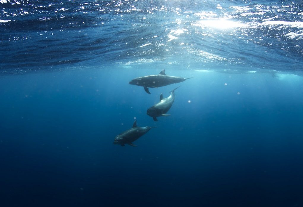 Στους Λειψούς το πρώτο καταφύγιο απελευθέρωσης αιχμάλωτων δελφινιών