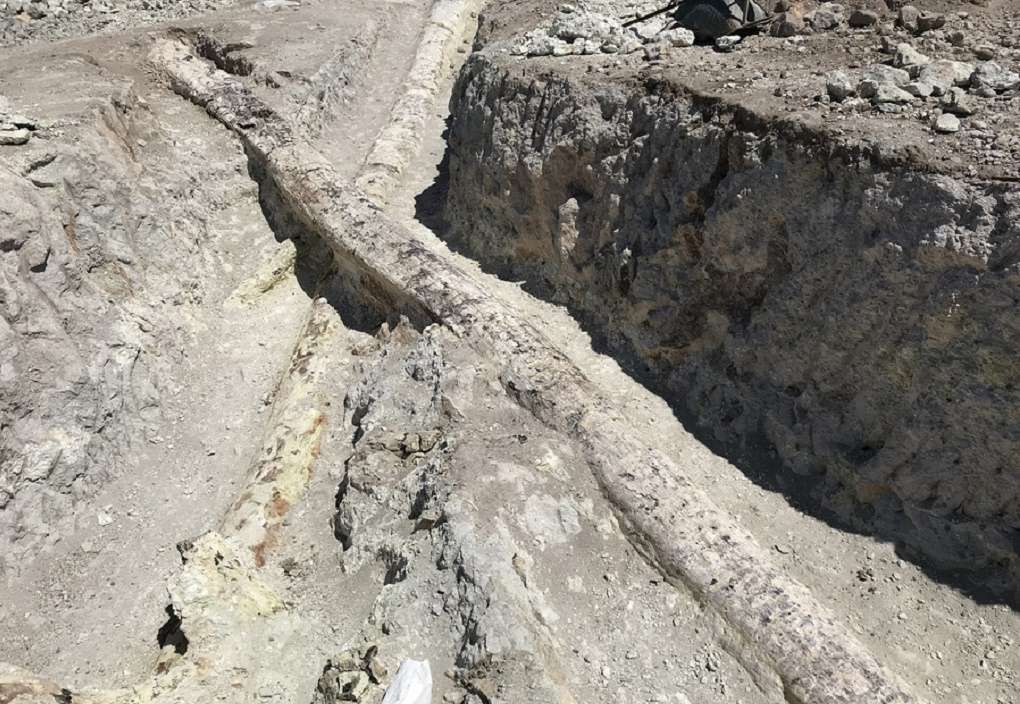 Λέσβος: Αποκαλύφθηκαν δύο νέα γιγάντια απολιθωμένα δέντρα (ΦΩΤΟ)