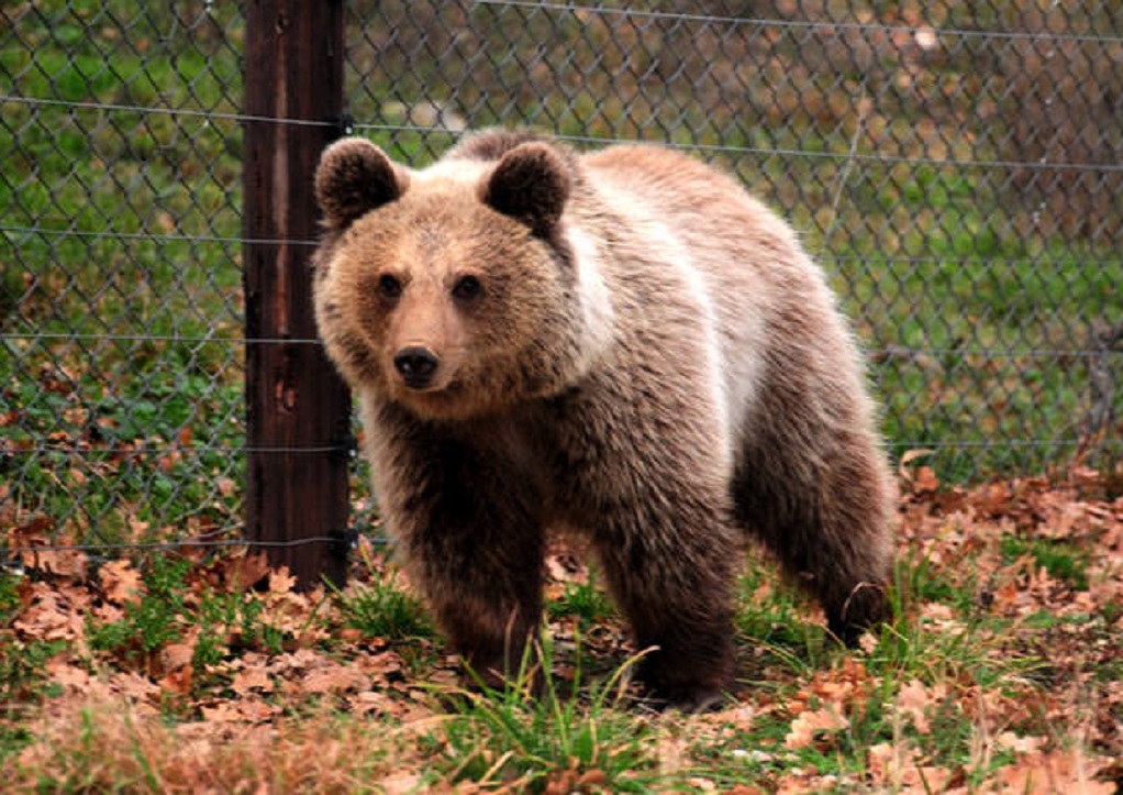 Φλώρινα: Αναστάτωση από αρκουδάκι