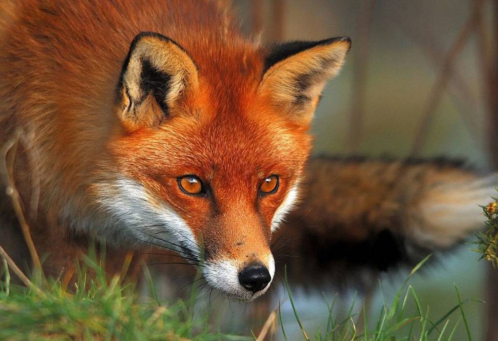 Ολοκληρώθηκε η εμβολιαστική εκστρατεία για την κόκκινη αλεπού