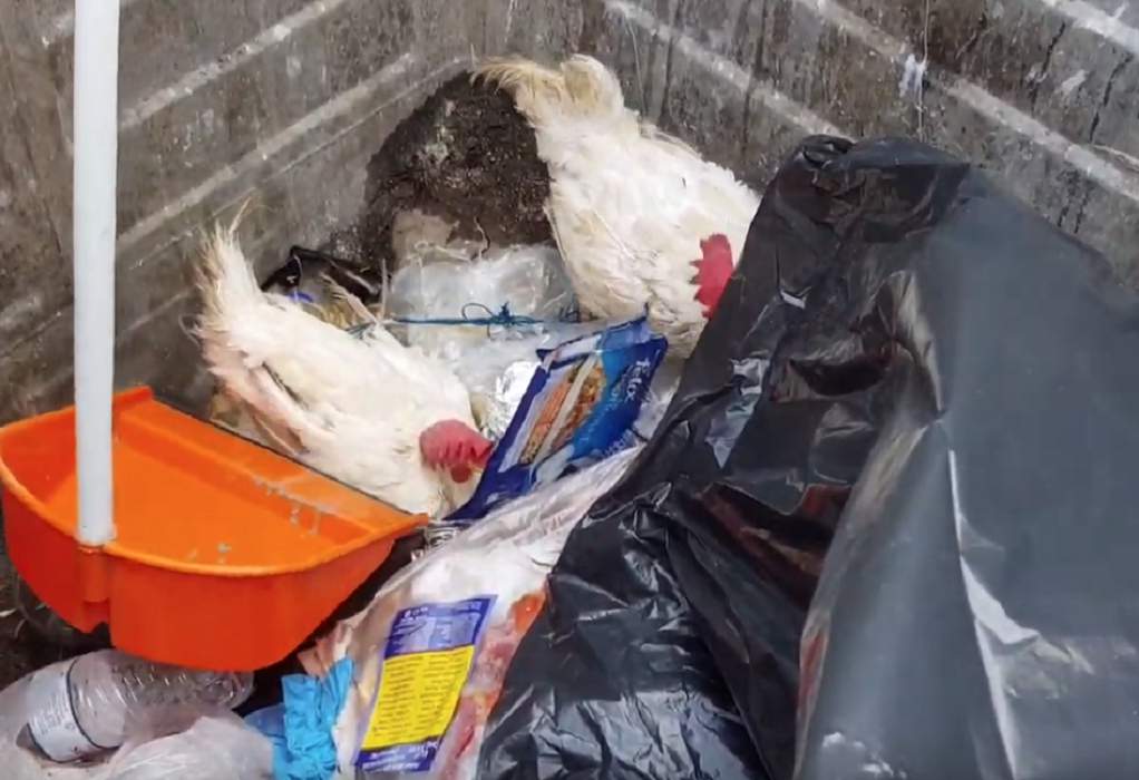 Έδεσαν κότες & τις πέταξαν στα σκουπίδια (VIDEO)