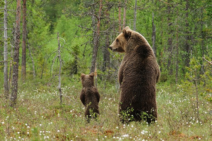 Αρκούδες βγήκαν βόλτα σε Φλώρινα και Αμύνταιο