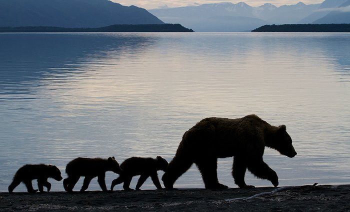 Φλώρινα: Παρέμβαση του ΥΠΕΝ για την κτηνωδία με τις αρκούδες (VIDEO)