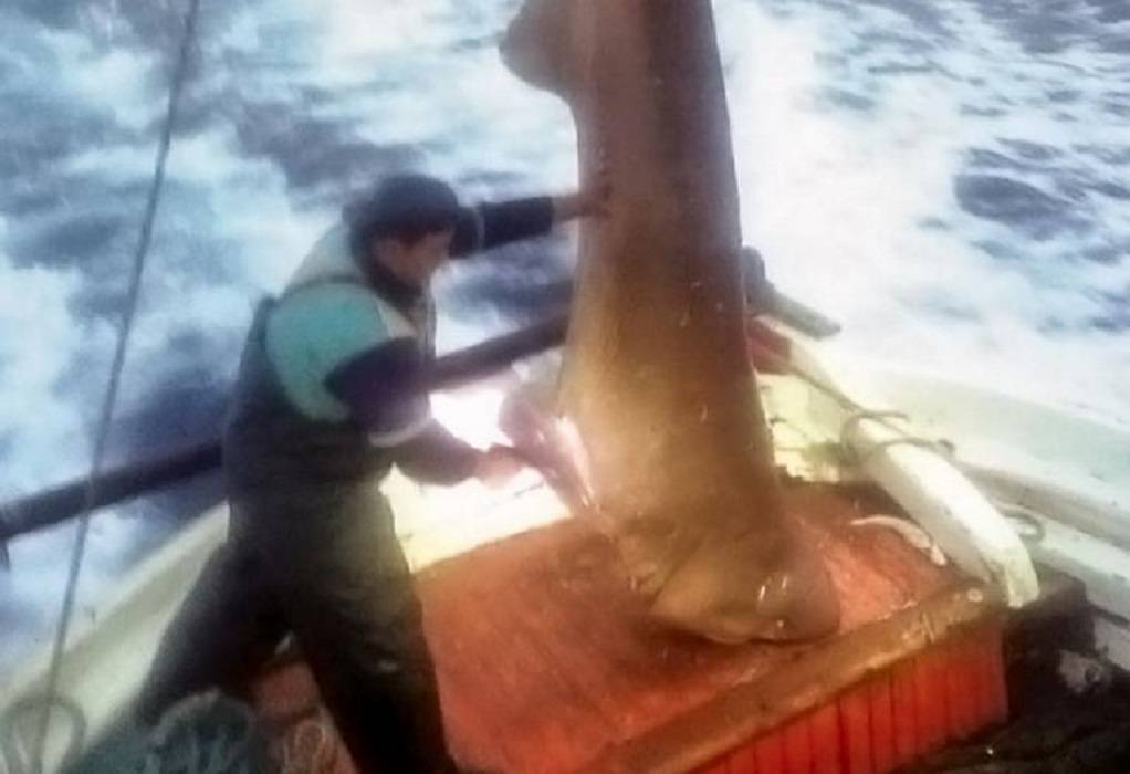 Σκιάθος: Ψάρεψαν καρχαριοειδές 400 κιλών!