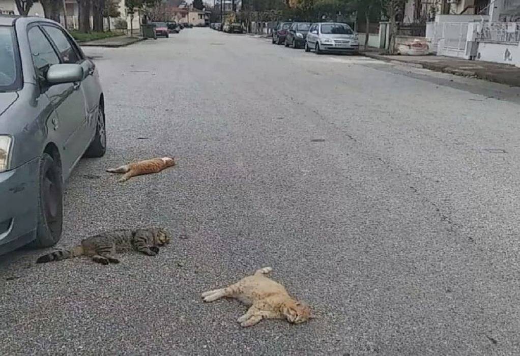 Κτηνωδία στα Τρίκαλα: Πάνω από 20 γάτες νεκρές από φόλες (VIDEO)