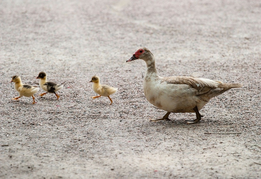 Τσεχία: Φάρμα θα θανατώσει 220.000 πουλερικά-Η μεγαλύτερη έξαρση της γρίπης των πτηνών στη χώρα