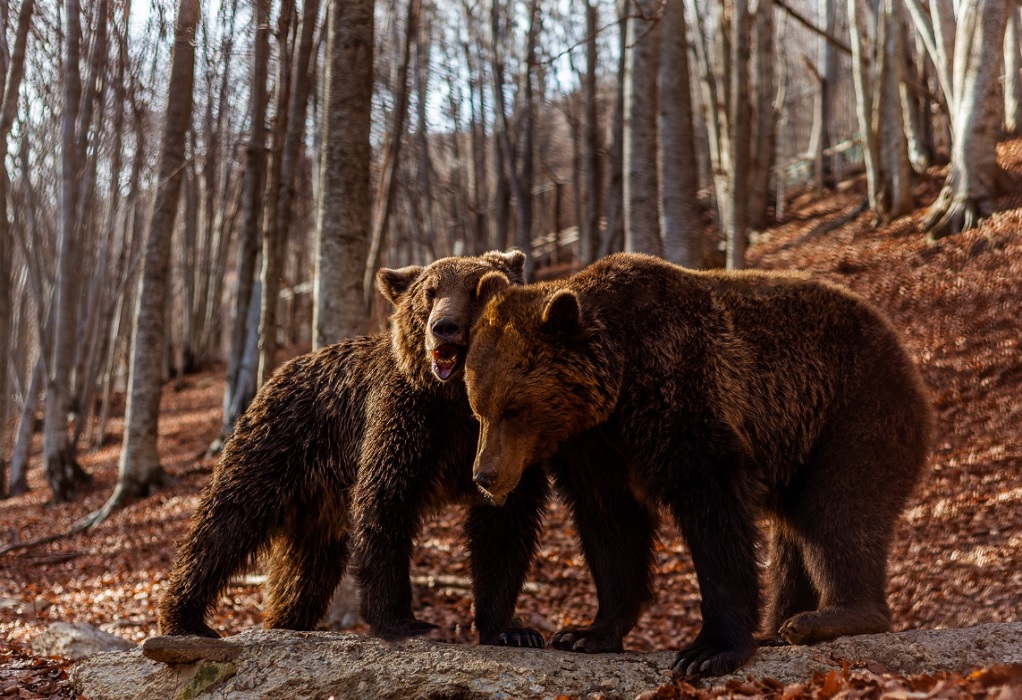 Αρκτούρος: Η καλοκαιρία δεν απέτρεψε τις αρκούδες να βυθιστούν σε χειμέριο λήθαργο