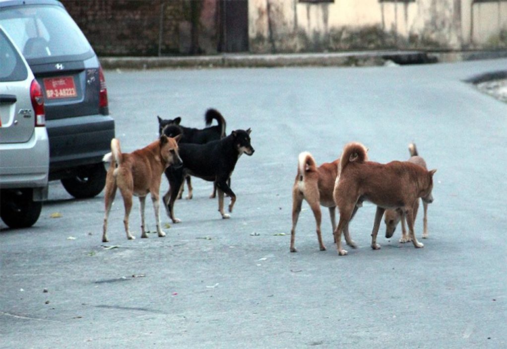 Λάρισα: Αγέλη αδέσποτων σκυλιών επιτέθηκε σε 50χρονο 