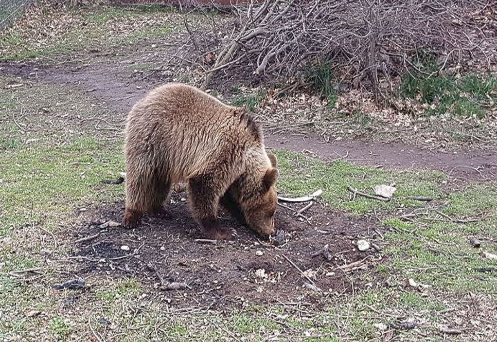 Καβάλα: Επανεμφάνιση αρκούδας στο Δ. Παγγαίου μετά από 60 χρόνια