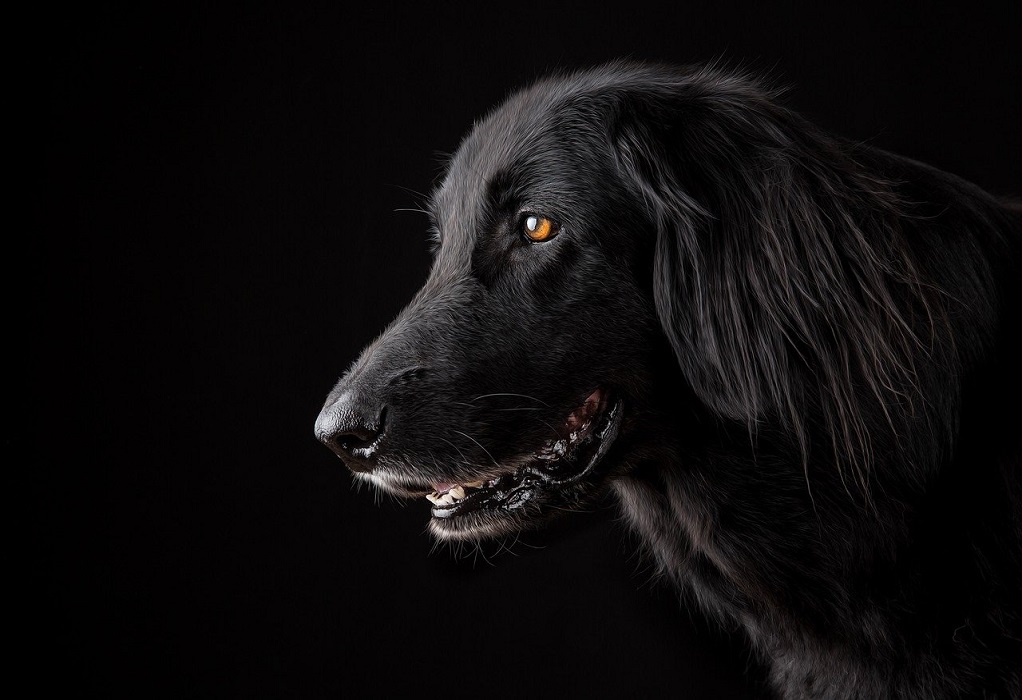 Ανακαλύφθηκε νέος κορωνοϊός σε σκύλους – Πόσο επικίνδυνος είναι για τον άνθρωπο