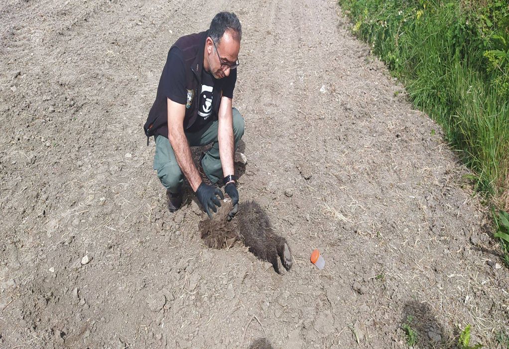Καστοριά: Βρέθηκαν πτώματα από δύο αρκουδάκια
