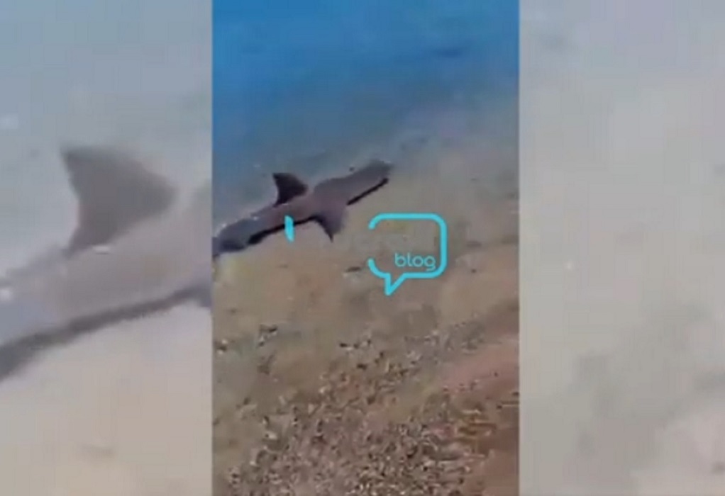 Κόρινθος: Καρχαρίας κολυμπάει στα ρηχά παραλίας!