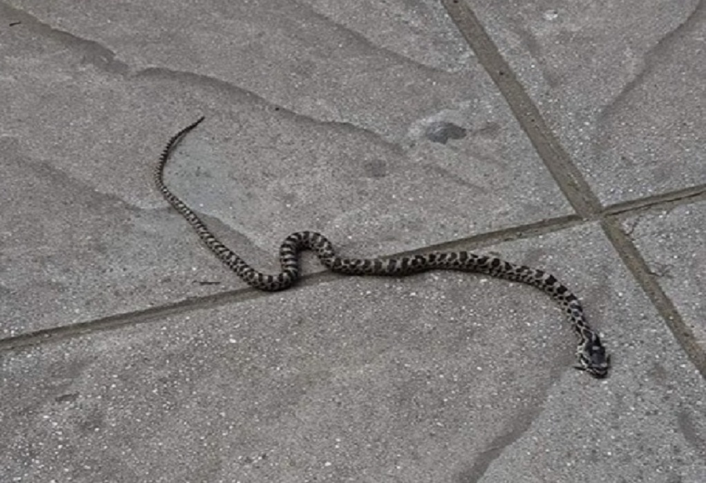 Θεσσαλονίκη: Οδηγός βρήκε φίδι τυλιγμένο στον κινητήρα του αυτοκινήτου του (ΦΩΤΟ)