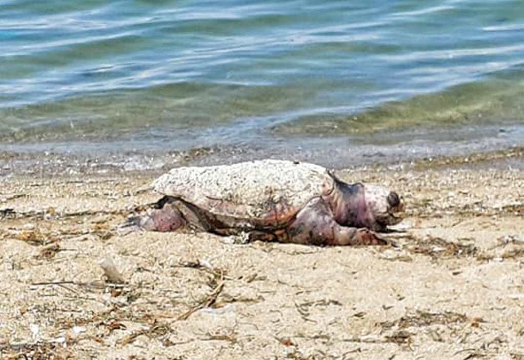 Νεκρή χελώνα καρέτα-καρέτα στην παραλία Ιερισσού Χαλκιδικής