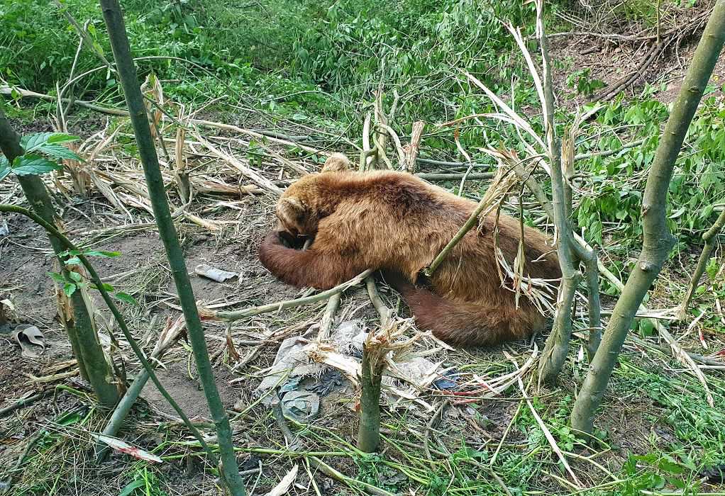 Αρκτουρός: Απεγκλωβισμός αρκούδας από παράνομη παγίδα