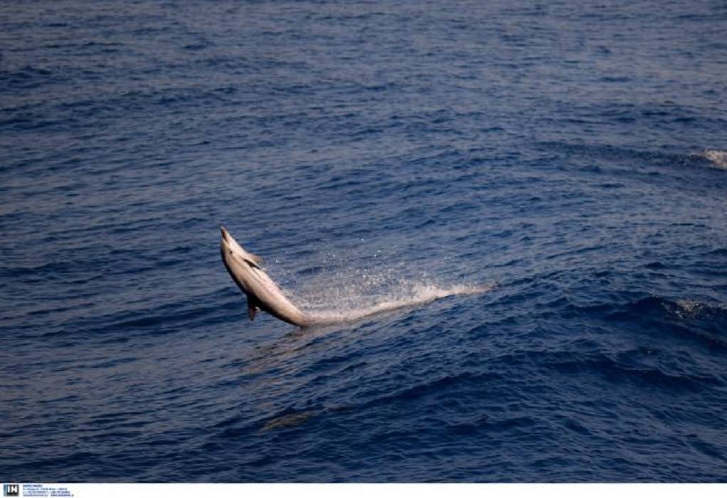 Γαλλία: Νεκρά δελφίνια ξεβράζονται στις ακτές