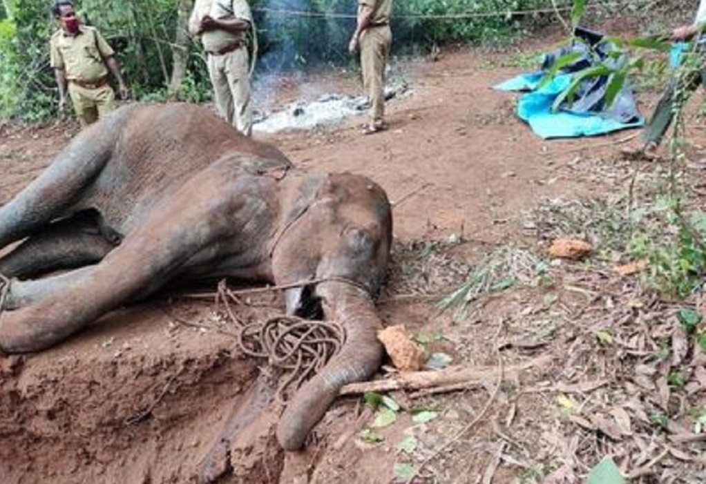 Κυανοβακτήρια η αιτία θανάτου ελεφάντων