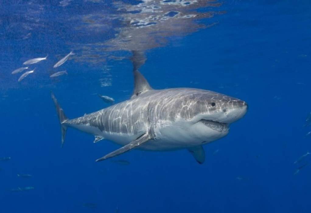 Τρομακτικές στιγμές στο Ναύπλιο – Καρχαρίας στην παραλία του Κιβερίου