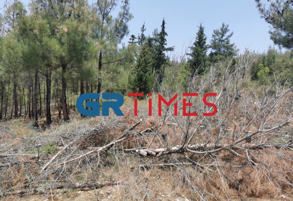 Κόβονται δέντρα στο Σέιχ Σου; Δέκα μύθοι και αλήθειες