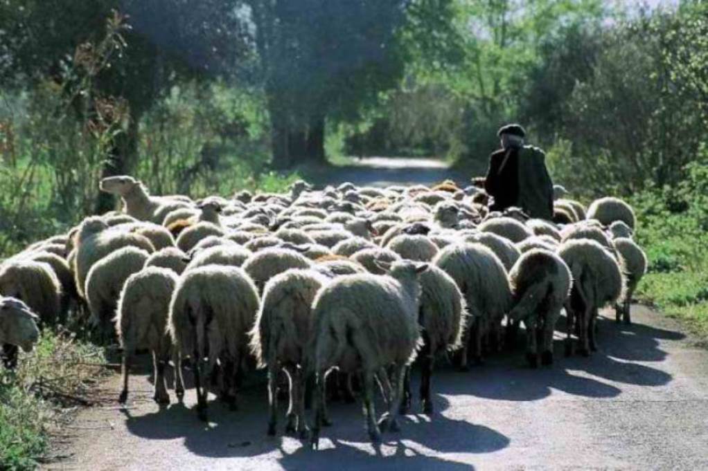 ΣΕΚ: Ακόμη περιμένουν την ενίσχυση λόγω covid οι κτηνοτρόφοι