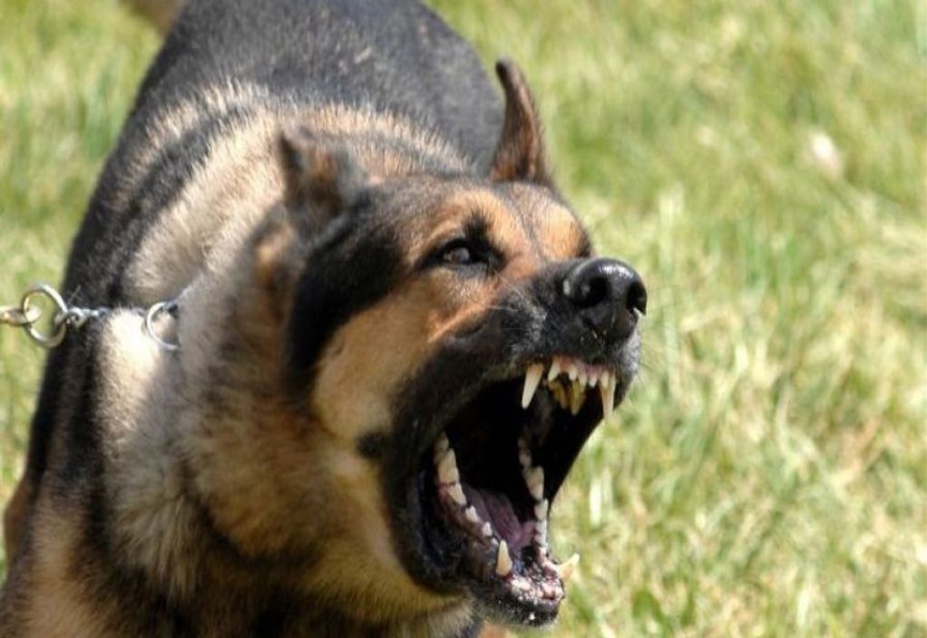 Αθήνα: Αστυνομικός πυροβόλησε και σκότωσε σκύλο που τον δάγκωσε 