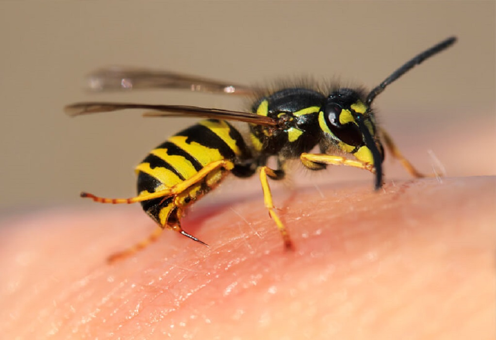 Ολλανδία: Ερευνητές εκπαίδευσαν μέλισσες για να εντοπίζουν μολύνσεις κορωνοϊού