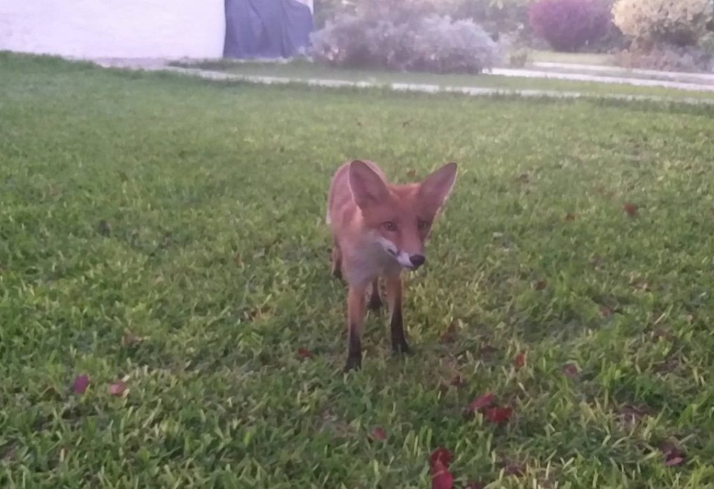 Ο Δ. Μάρδας εξημέρωσε αλεπού και την έχει κατοικίδιο! (ΦΩΤΟ-VIDEO)