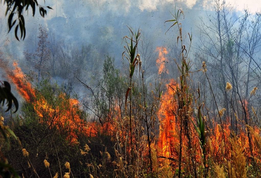 Μεγάλη πυρκαγιά σε δασική έκταση στη Σιθωνία (ΗΧΗΤΙΚΟ)