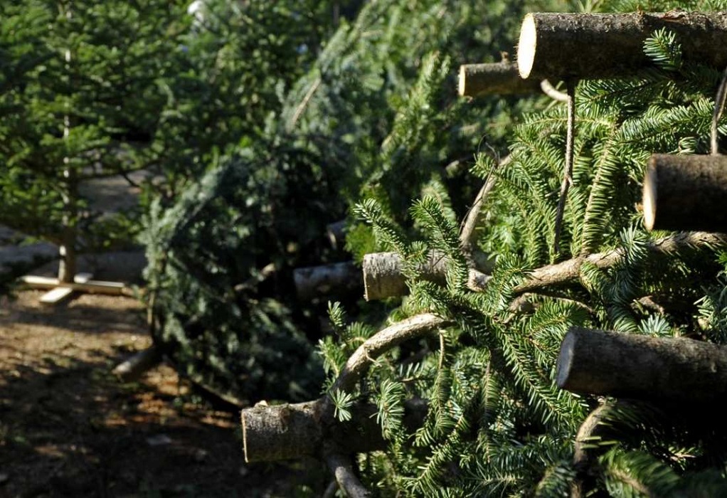 Ο Δήμος Πυλαίας – Χορτιάτη και o ΦΟΔΣΑ ανακυκλώνουν τα Δένδρα των Χριστουγέννων