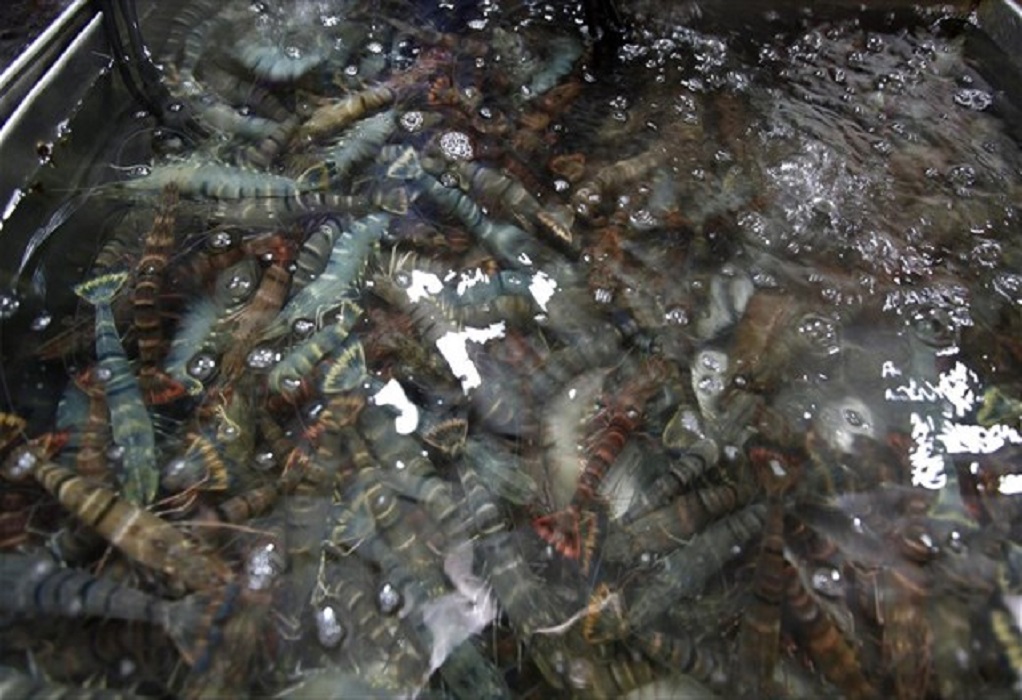 Κίνα: Συναγερμός για ίχνη κορωνοϊού σε κατεψυγμένες γαρίδες