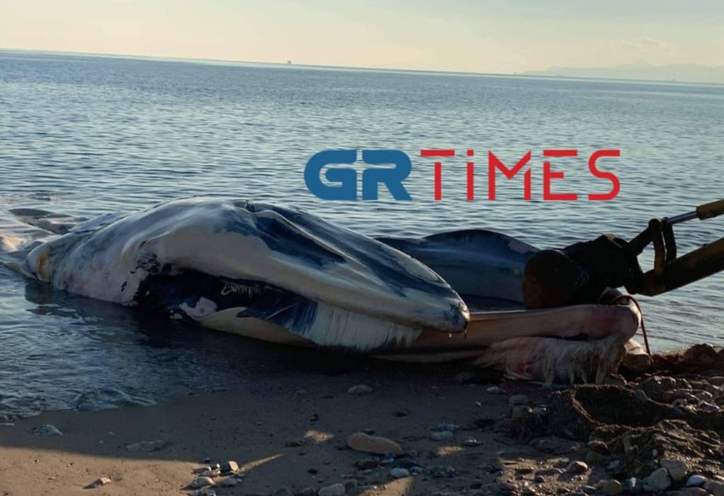 Νεκρή φάλαινα ξεβράστηκε σε παραλία του Πειραιά (ΦΩΤΟ/VIDEO)