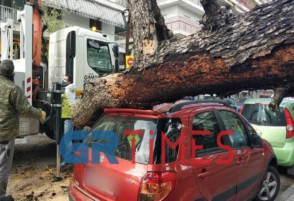 Θεσσαλονίκη: Δέντρο καταπλάκωσε αυτοκίνητα (ΦΩΤΟ+VIDEO)