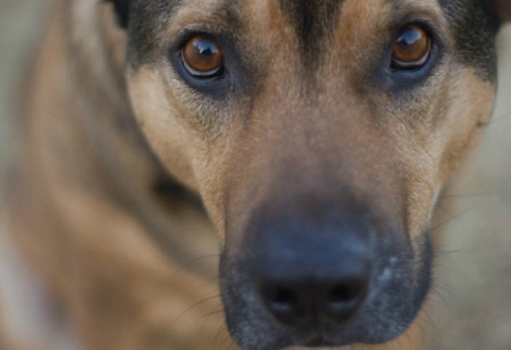 Θεσσαλονίκη: «Μπούκαραν» σε διαμέρισμα στην Πυλαία και κακοποίησαν σκύλο