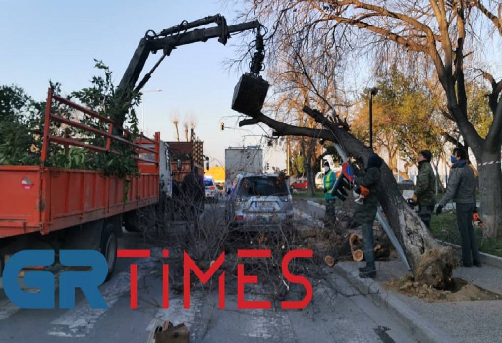 Θεσσαλονίκη: Δέντρο έπεσε σε φανάρι (ΦΩΤΟ+VIDEO)