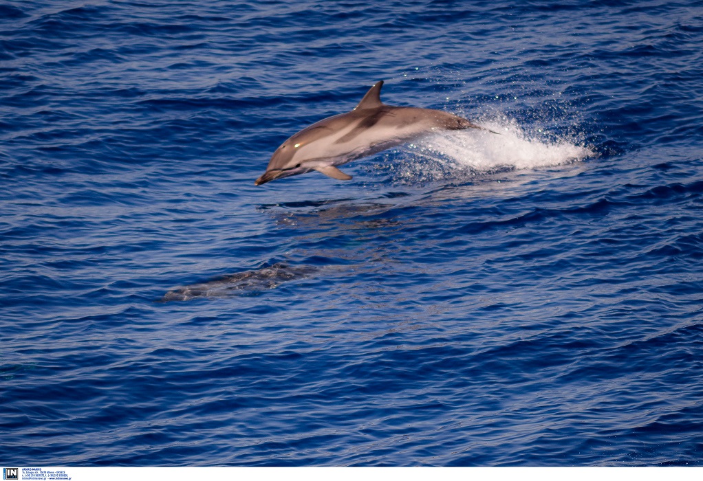 Θεσσαλονίκη: Εντοπίστηκε νεκρό δελφίνι σε ακτή του δήμου Θερμαϊκού
