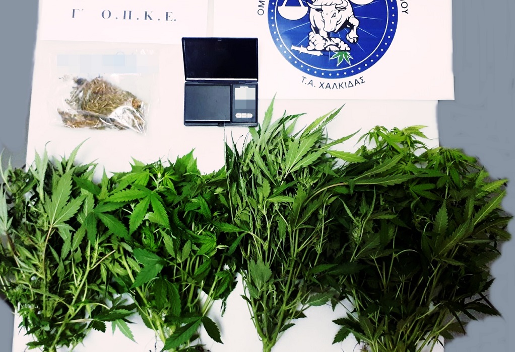 Εύβοια: Μία σύλληψη για καλλιέργεια, κατοχή και διακίνηση ναρκωτικών