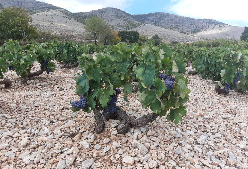 “Magoutes Vineyard”: Ανεβάζει…γράδα το Σιατιστινό κρασί