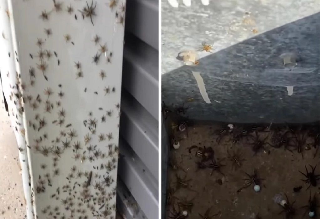 Αυστραλία: Εκατομμύρια αράχνες μπαίνουν σε σπίτια λόγω των πλημμυρών
