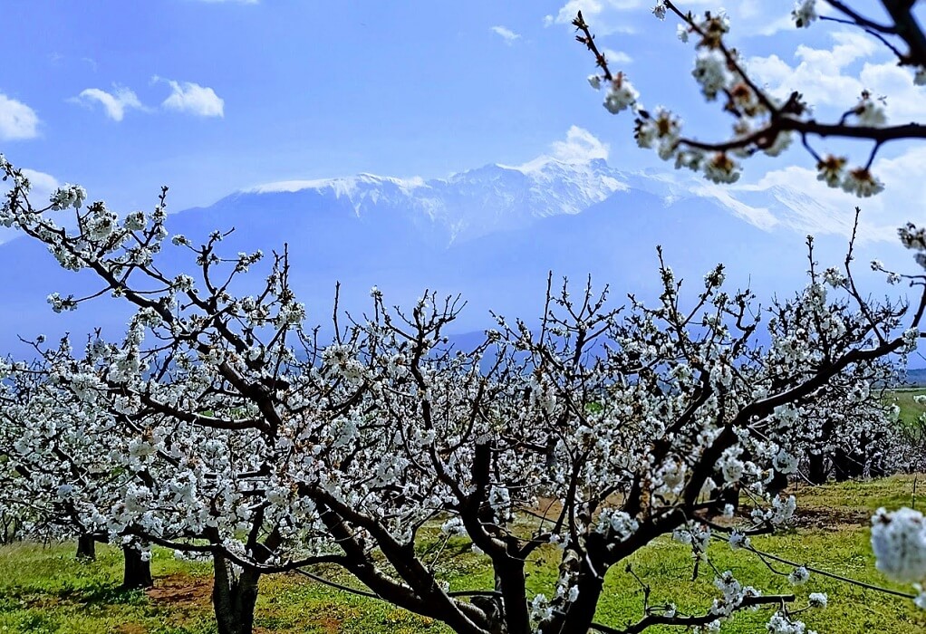 Ανθισμένες κερασιές: Πανέμορφες εικόνες στην εξοχή της Πιερίας (ΦΩΤΟ)